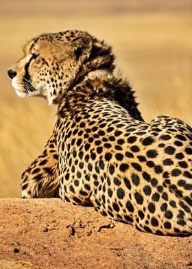 Beautiful Cheetah