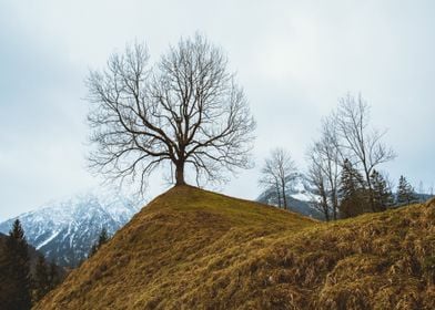 snow mountain tree brown