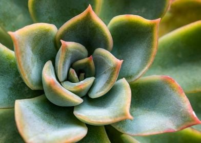 Echeveria Succulent plant