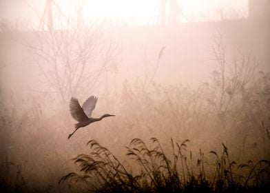 fly white bird flower