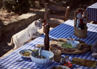 cat eat white table