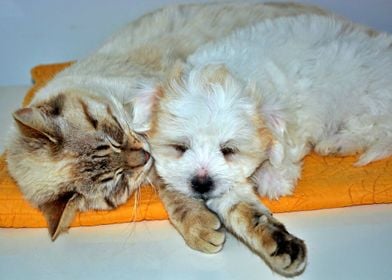 Cute Cat And Dog