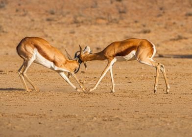 two deer orange floor