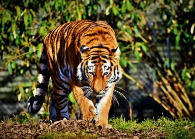 Gorgeous Tiger 