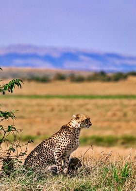 Beautiful Cheetah