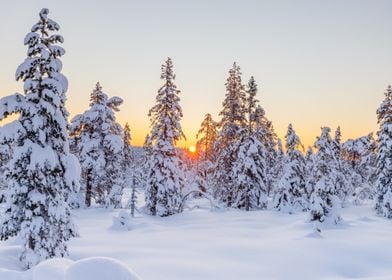 snow sun tree