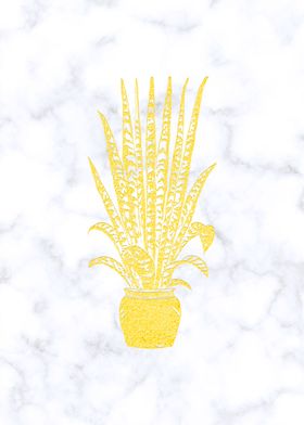 Golden Dracaena on Marble