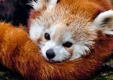 Red Panda