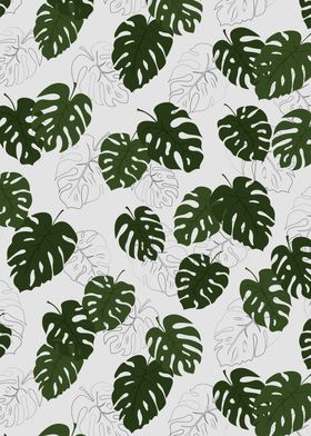 Monstera