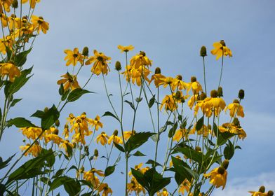 yellow rudbeckia flower  