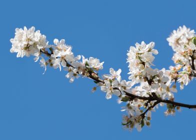 white flower on the tree 