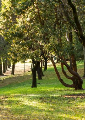 tree in the park 