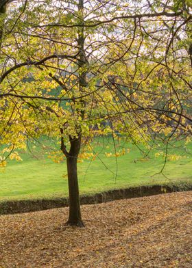 tree in the park 