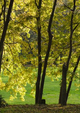 tree in the park 