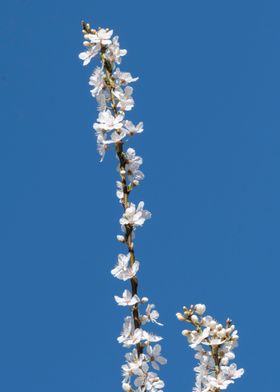 white flower on the tree 