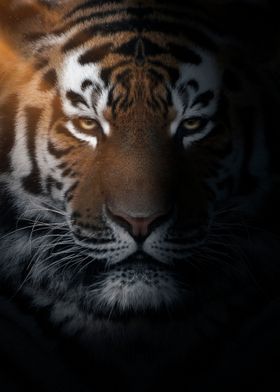 wild tiger face portrait 