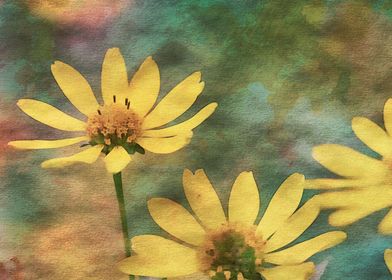 yellow rudbeckia flower  