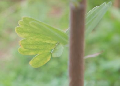 green plant leaf DOP 