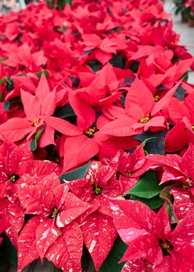 red poinsettia at Christma
