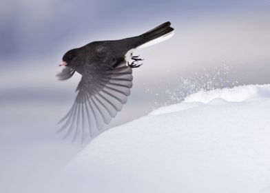 Junco in flight and snow