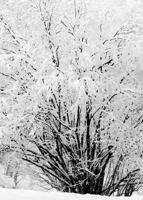 Hazelnut Bush In Snow