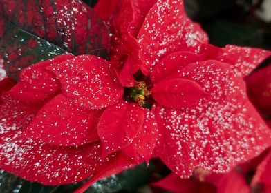 red poinsettia at Christma