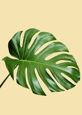 monstera