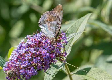 butterfly on buddleia