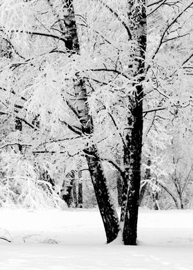 Birch Trees In Fresh Snow