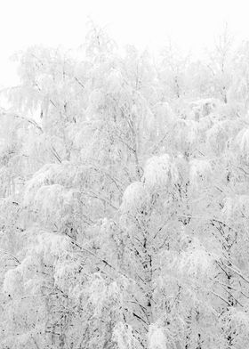 Birchwood In Winter Snow