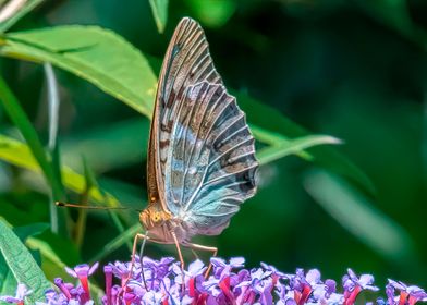 butterfly on buddleia