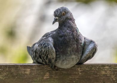 cute pigeon