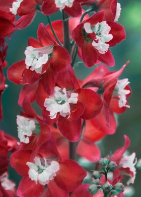 flower in spring season