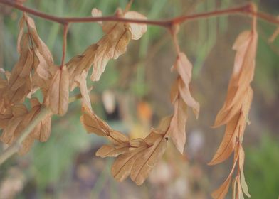 Dry leaves bridge plant