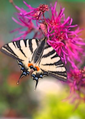 butterfly on flower