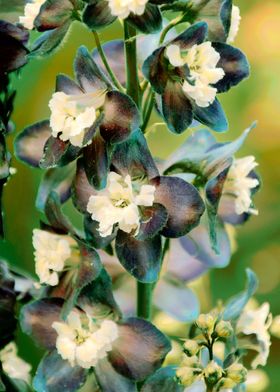 flower in spring season