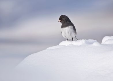 Junco bird in the snow