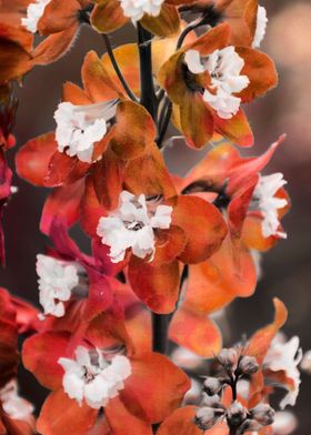 flower in spring season