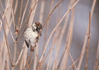 House sparrow posing