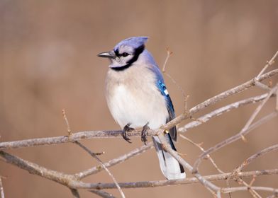 Portrait of blue jay