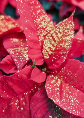 red poinsettia at Christma