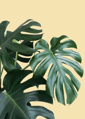 Monstera Leaves