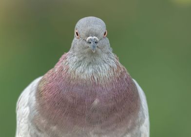 cute pigeon