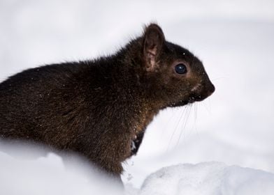 Black squirrel in the snow