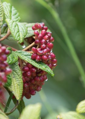 red rosehips in the garden