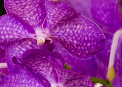 orchid in the garden