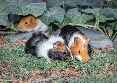 Guinea pigs