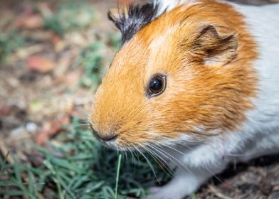 Guinea pigs