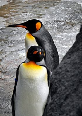 Two Penguins