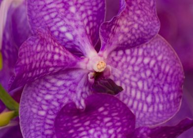 orchid in the garden